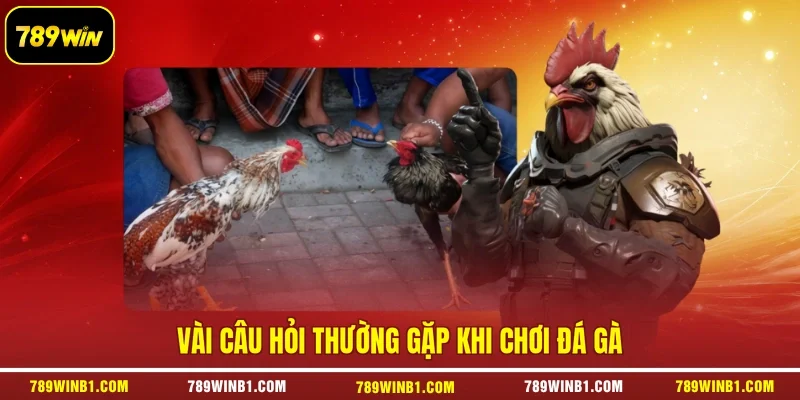 Vài câu hỏi thường gặp khi chơi đá gà